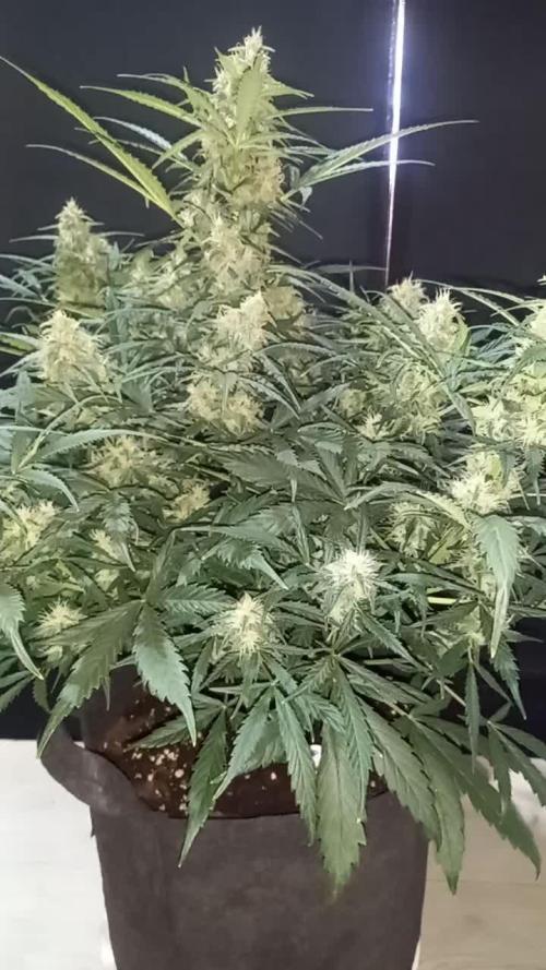 Love growing weed