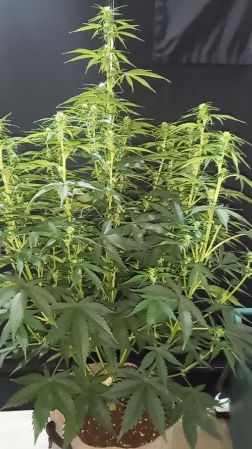 Love growing weed
