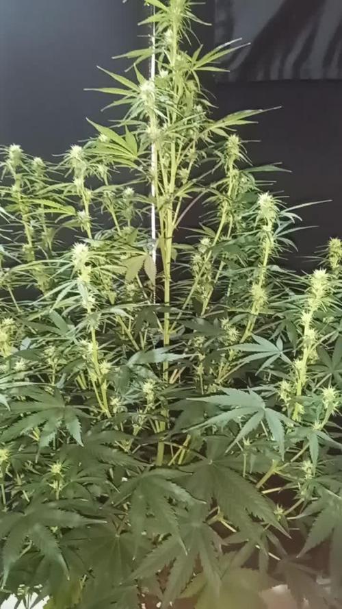 Love growing weed