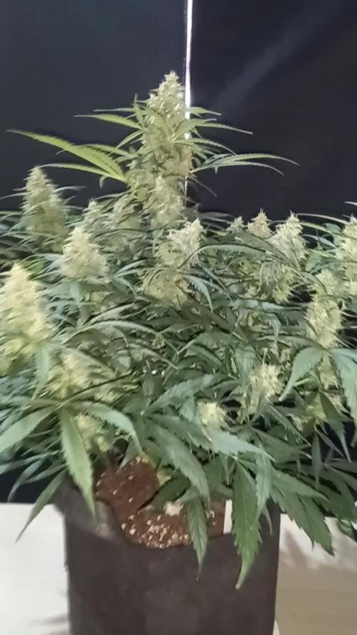 Love growing weed