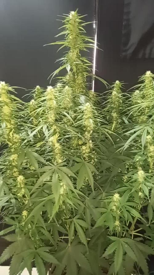 Love growing weed