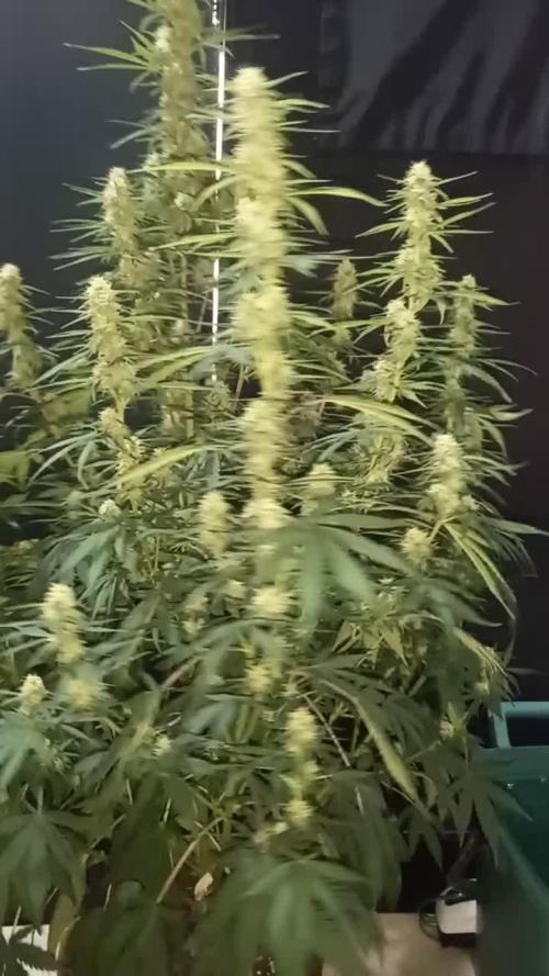 Love growing weed