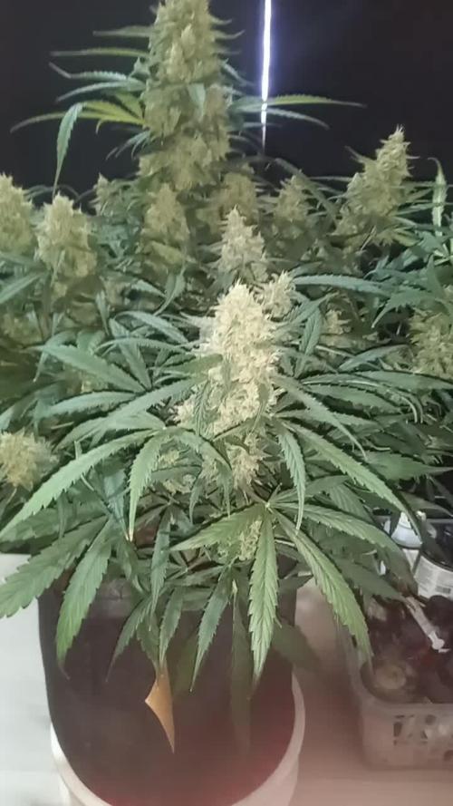 Love growing weed