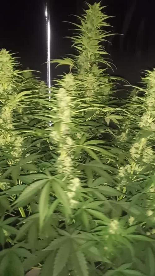 Love growing weed