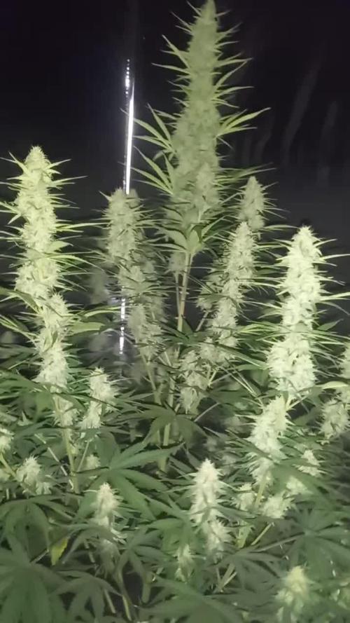 Love growing weed
