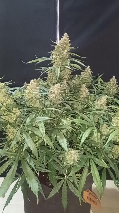 Love growing weed