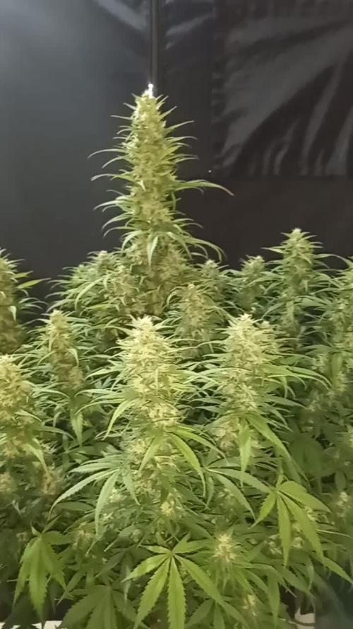 Love growing weed