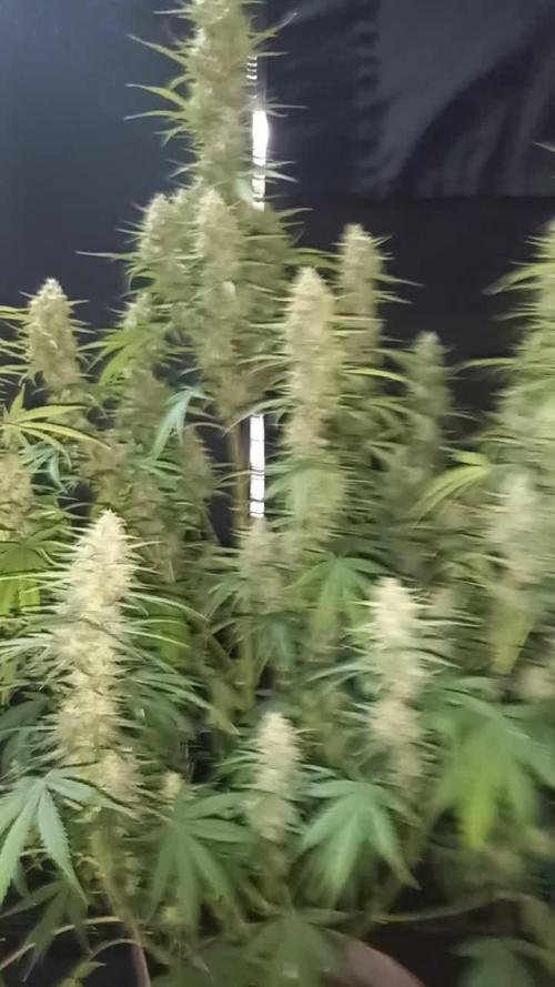 Love growing weed