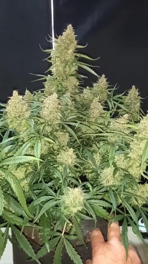 Love growing weed