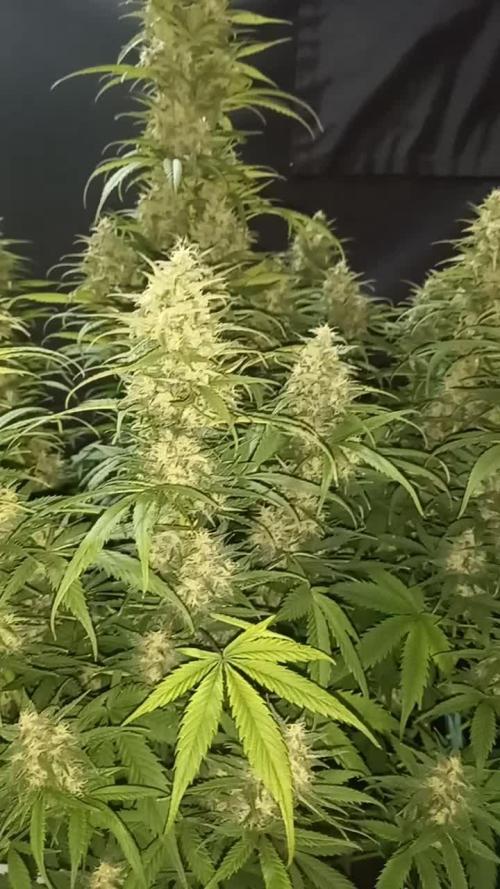 Love growing weed