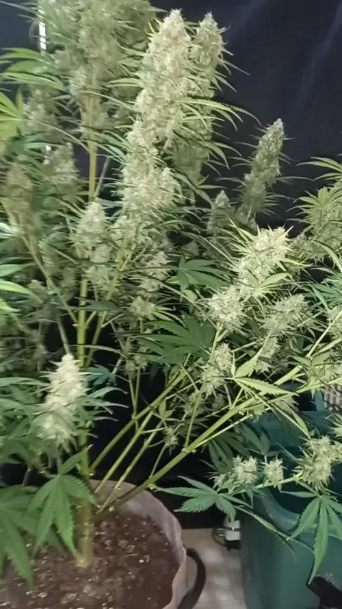 Love growing weed