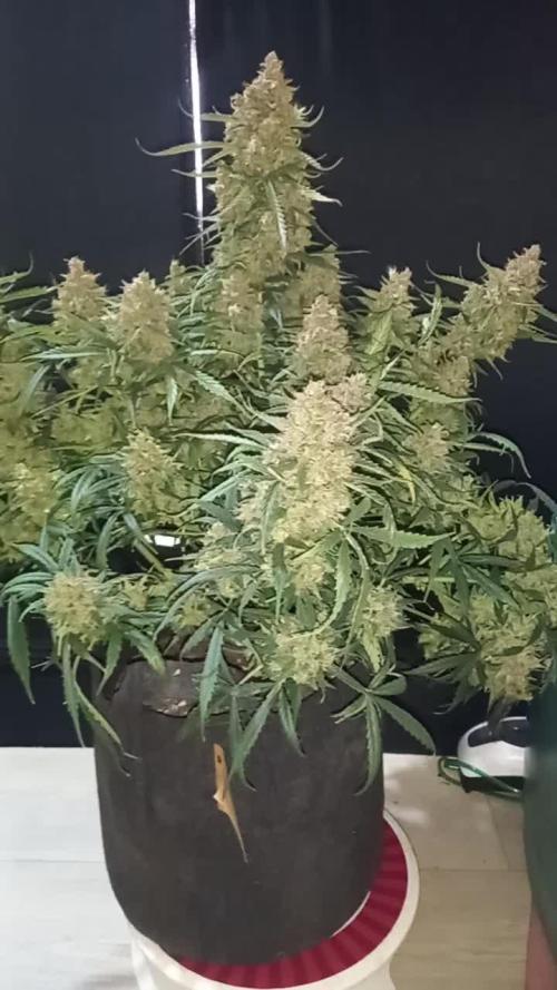 Love growing weed