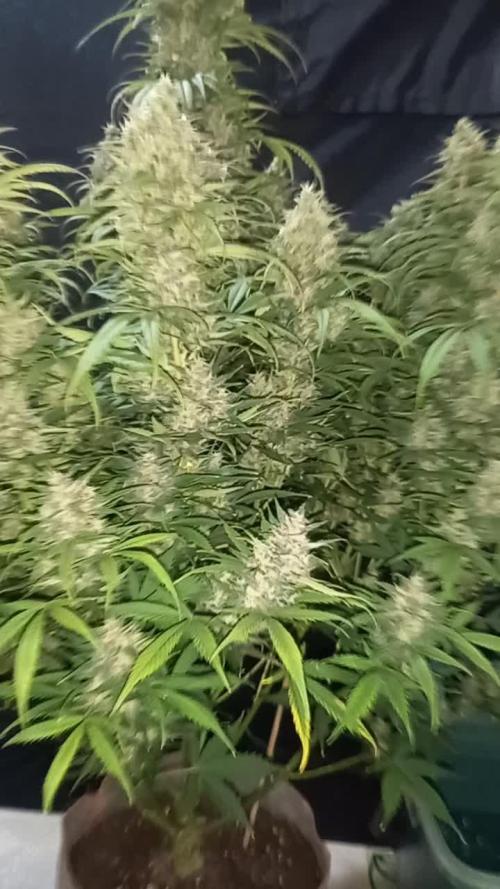 Love growing weed