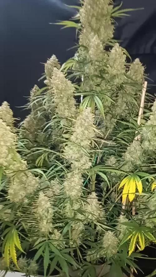 Love growing weed