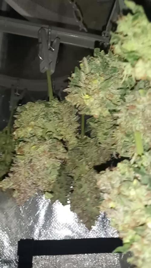 Love growing weed