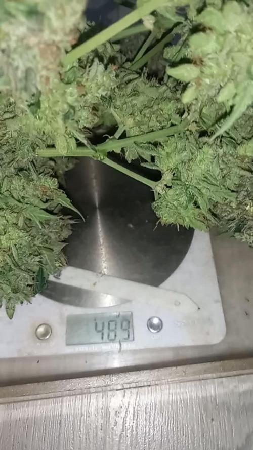 Love growing weed
