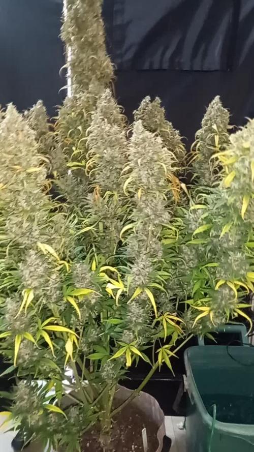 Love growing weed