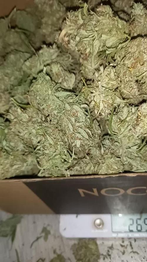 322 g autoflower
