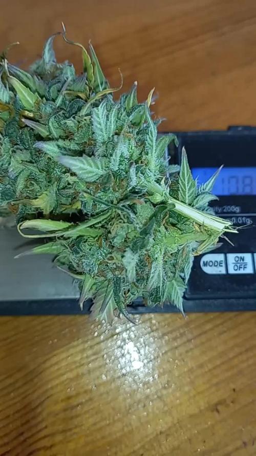 Love growing weed