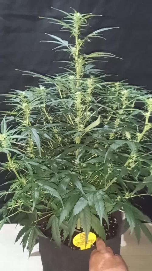 Love growing weed