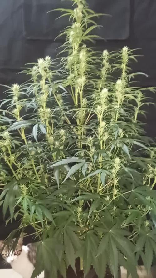 Love growing weed