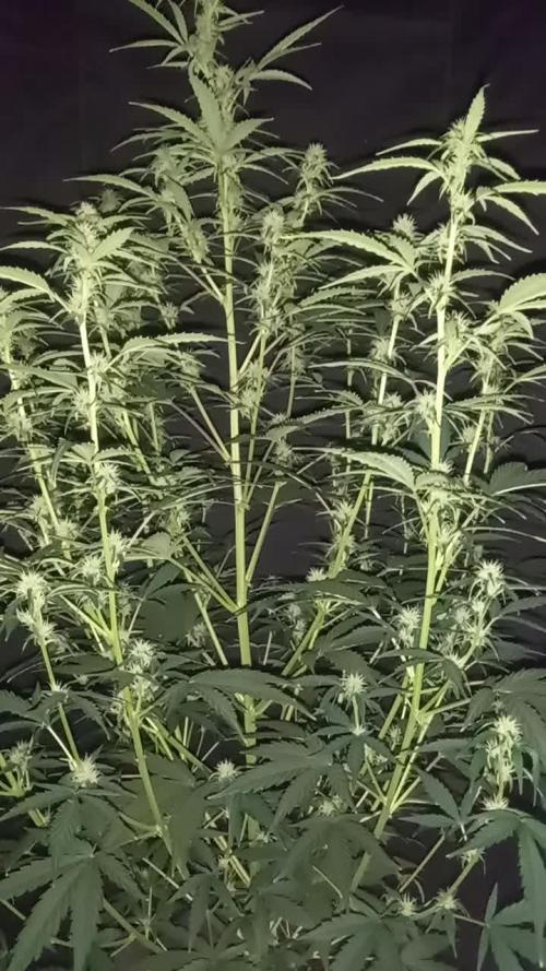 Love growing weed