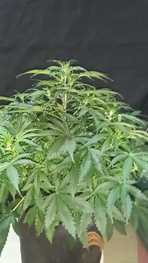 Love growing weed