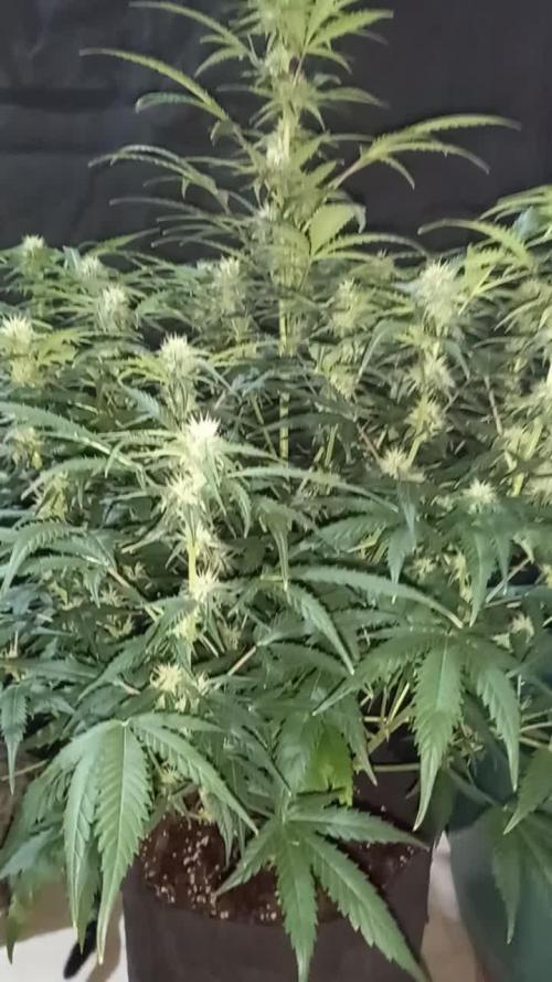 Love growing weed