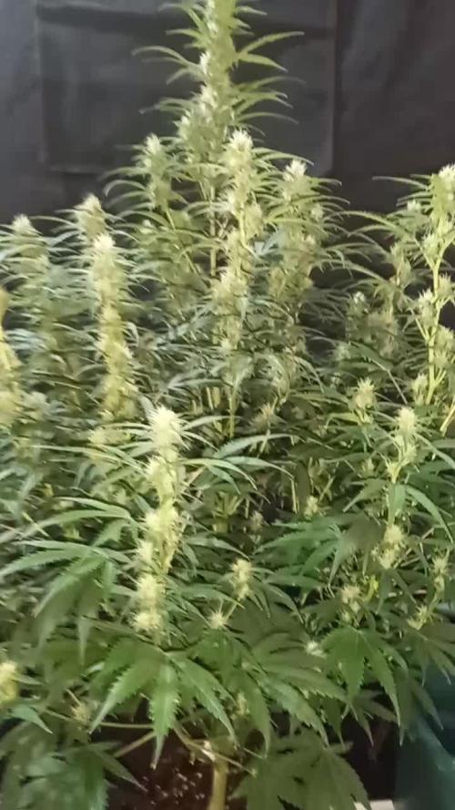 Love growing weed