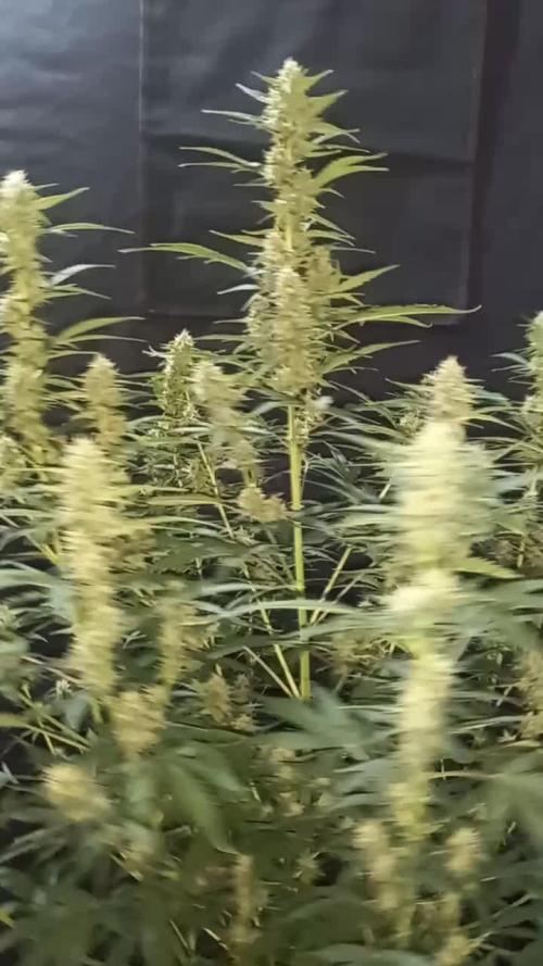 Love growing weed