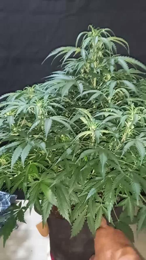 Love growing weed