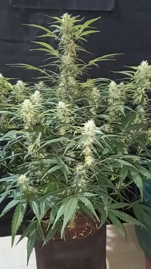 Love growing weed