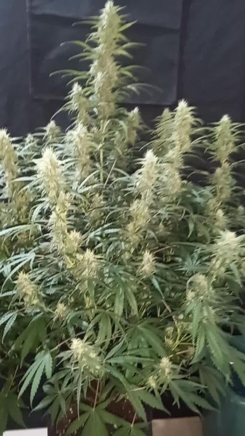Love growing weed