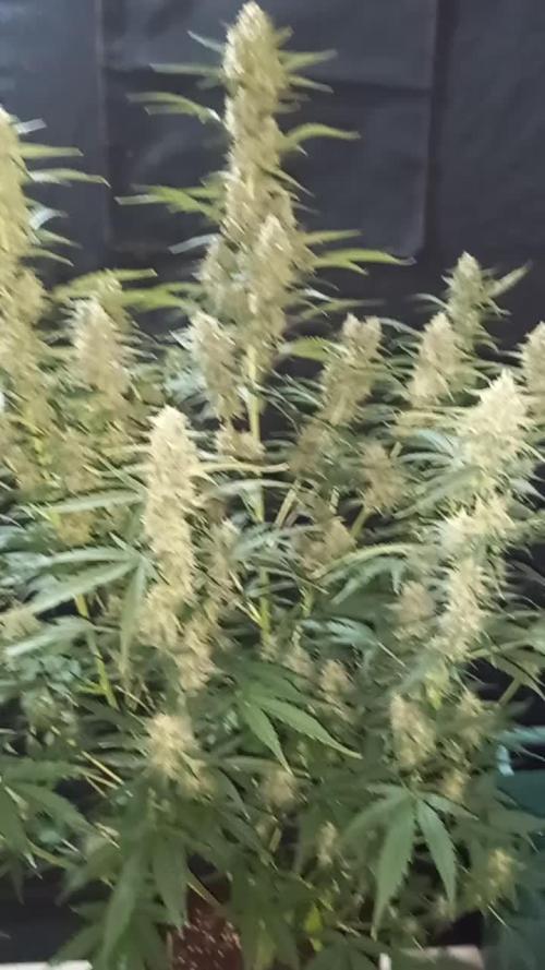 Love growing weed
