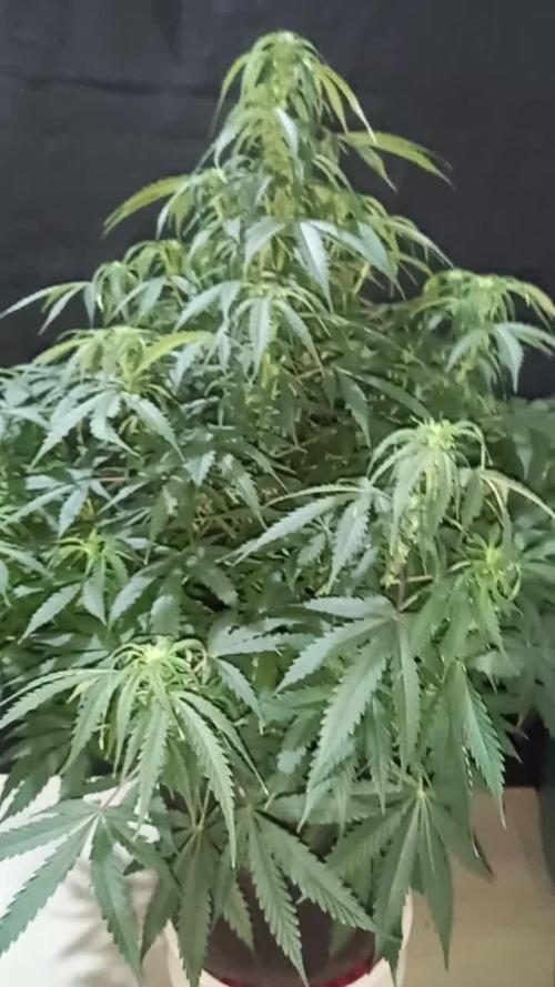 Love growing weed
