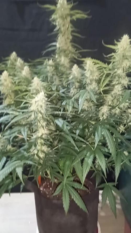 Love growing weed