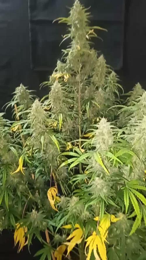 Love growing weed