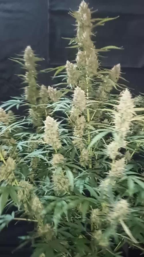 Love growing weed