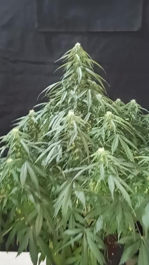 Love growing weed