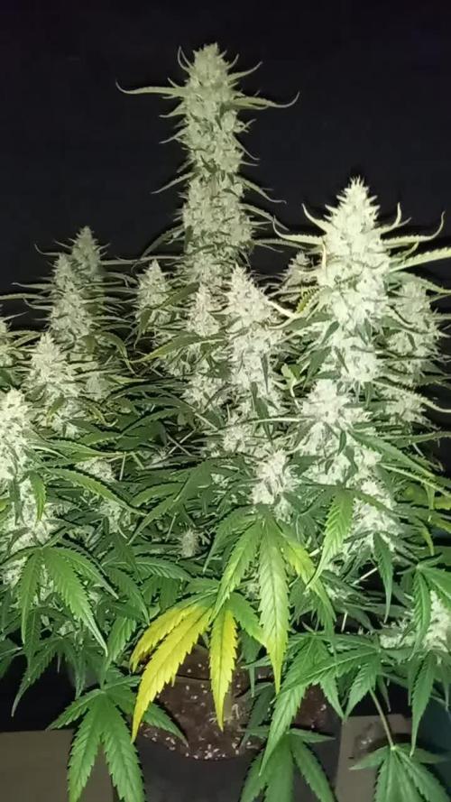 Love growing weed