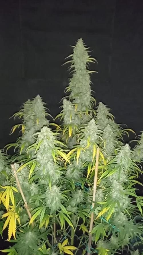 Love growing weed