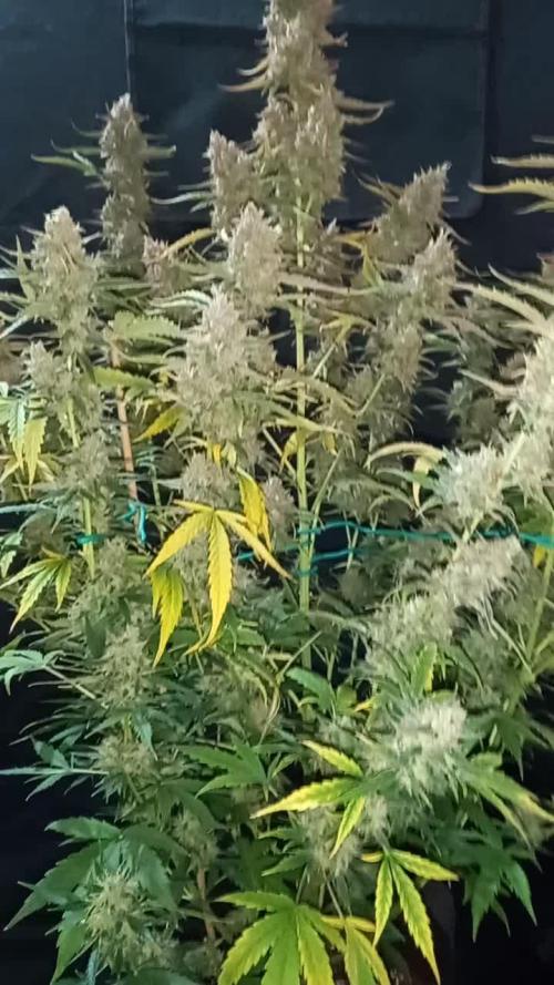 Love growing weed