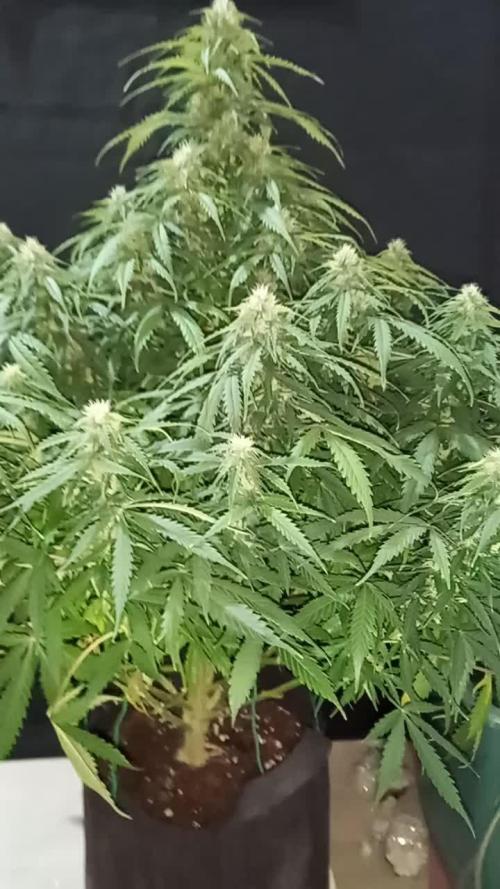 Love growing weed