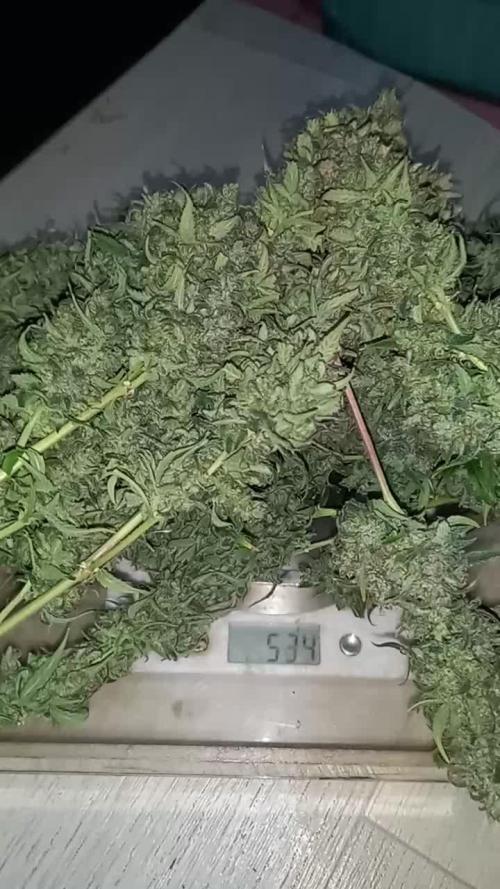 Love growing weed
