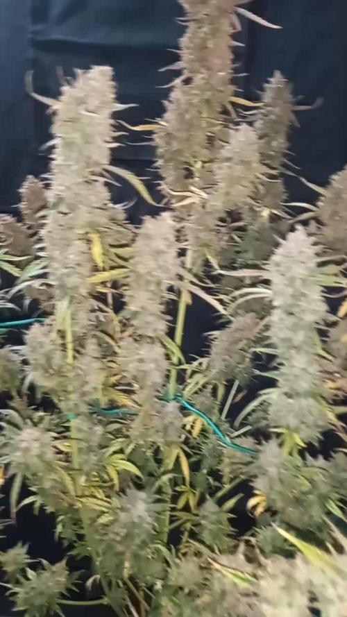 Love growing weed