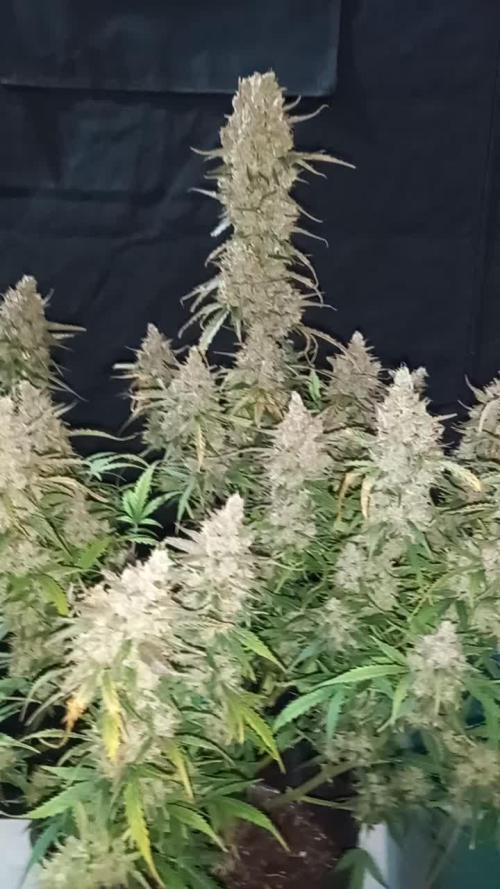 Love growing weed