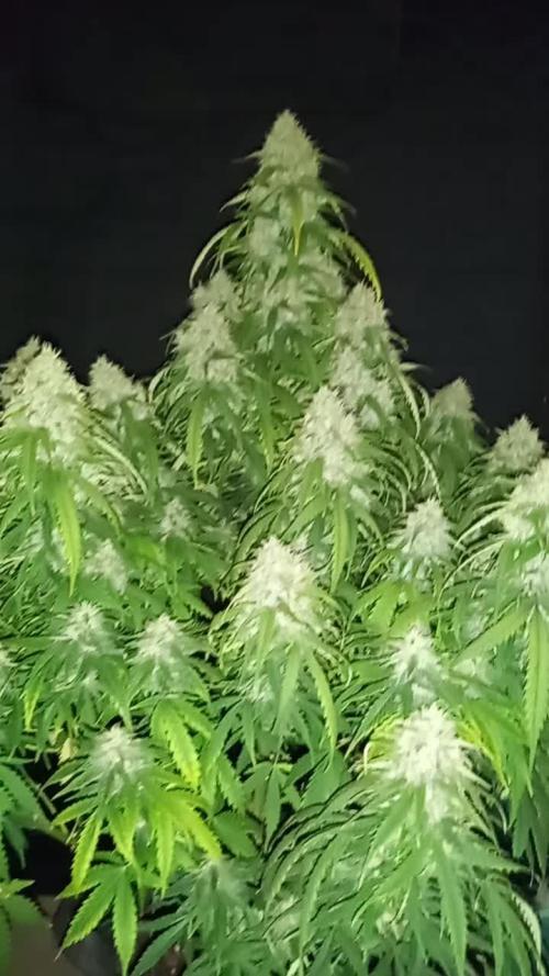 Love growing weed
