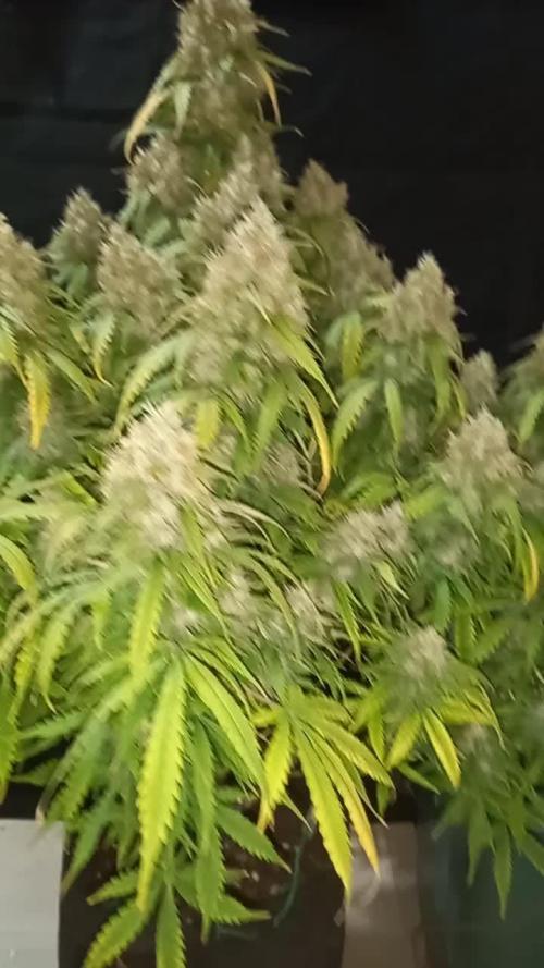 Love growing weed