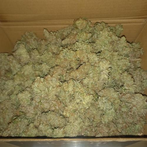 Love growing weed. Week 12