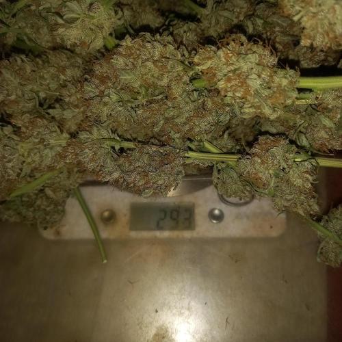 Love growing weed. Week 12